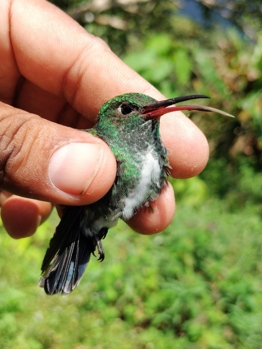 Glittering-throated Emerald - ML642995544
