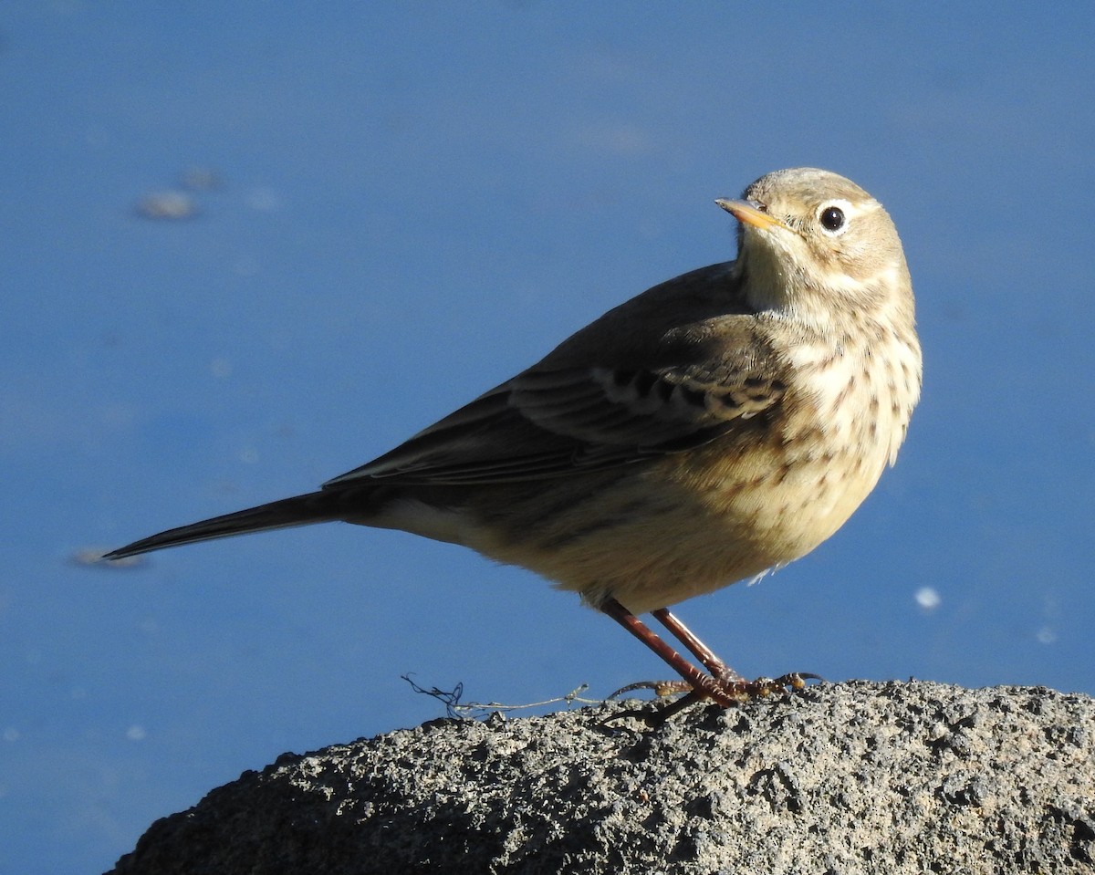 American Pipit - ML642995553