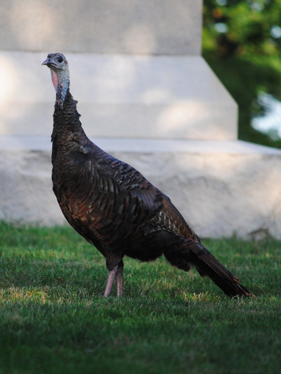 Wild Turkey - ML642995563