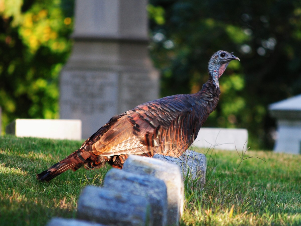 Wild Turkey - ML642995564