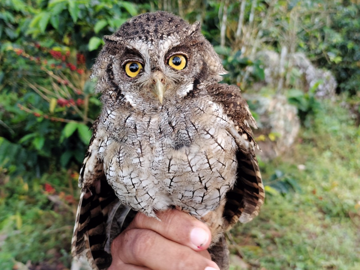 Tropical Screech-Owl - ML642995565