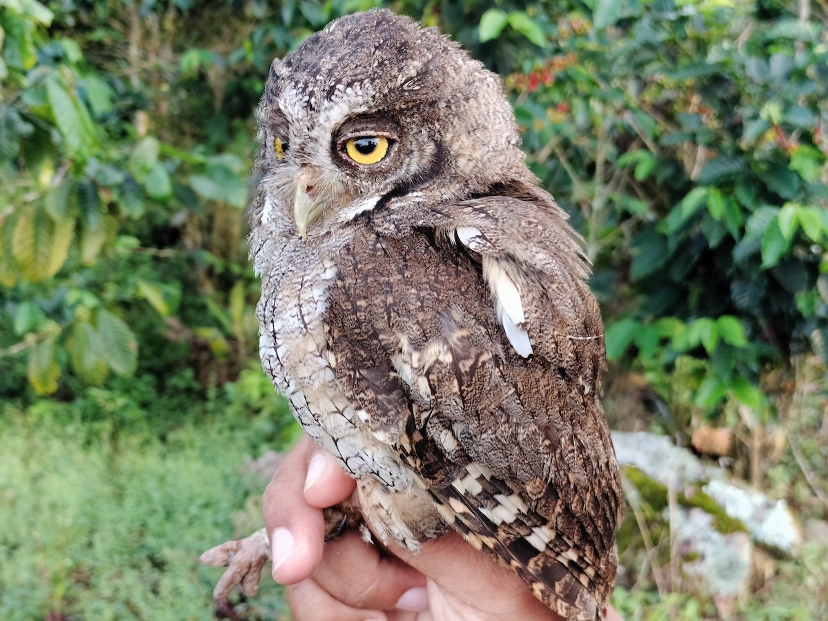 Tropical Screech-Owl - ML642995566