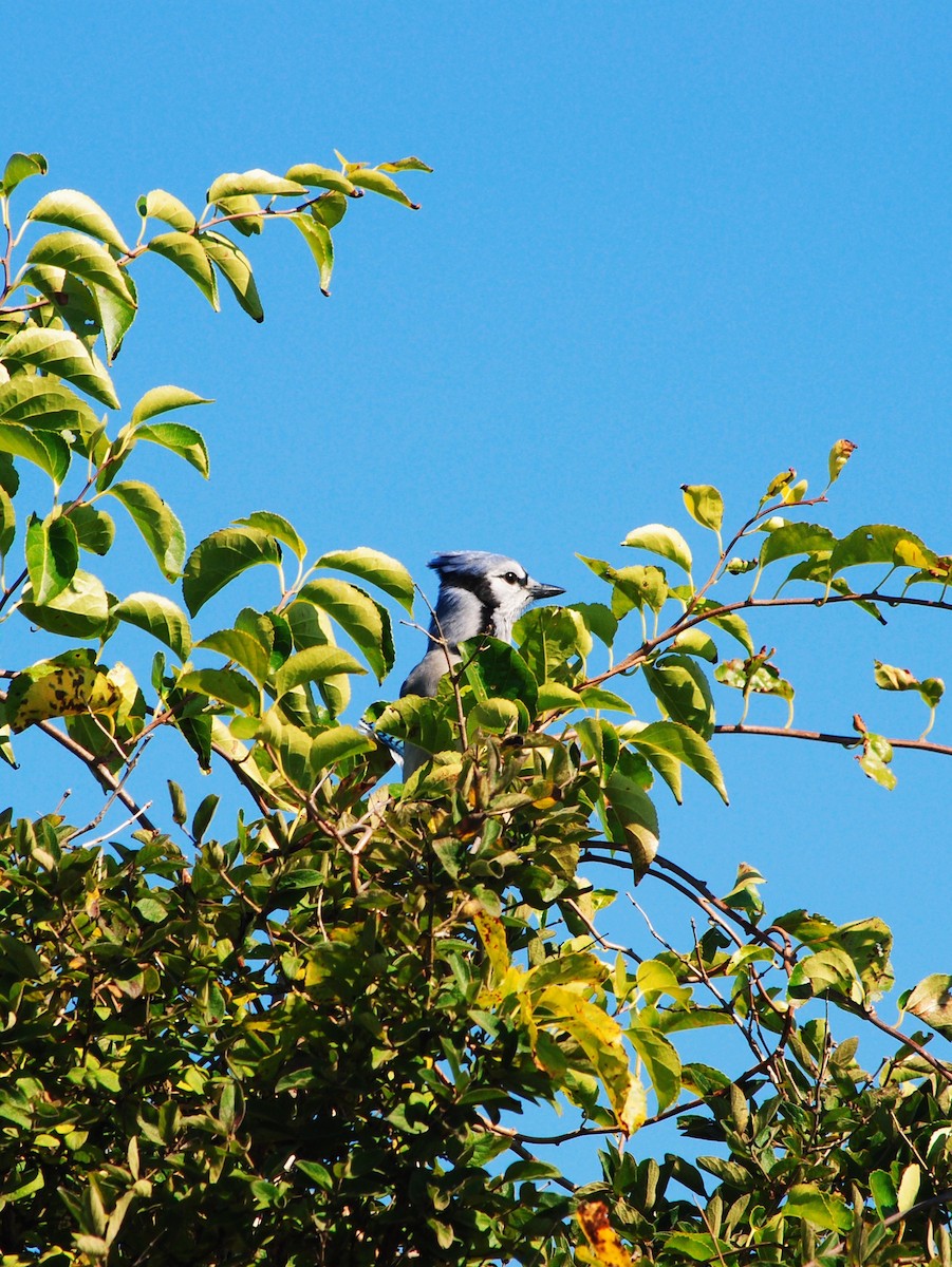 Blue Jay - ML642995577