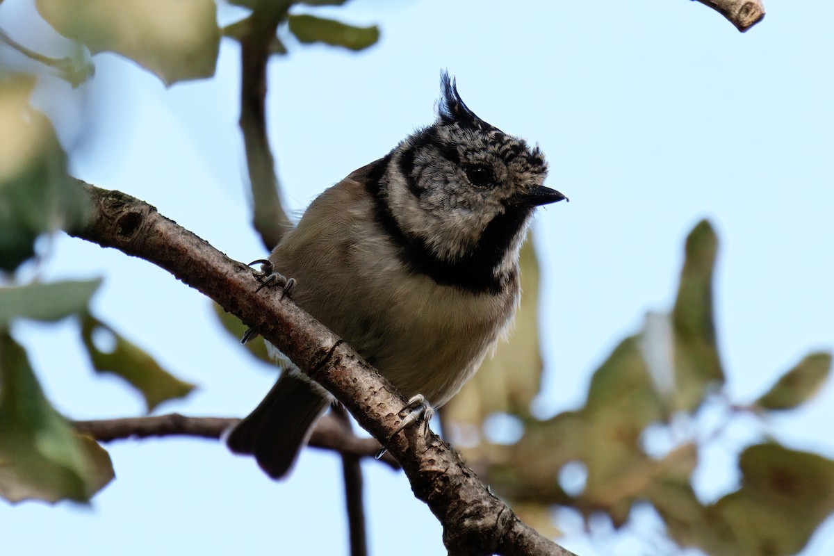 Crested Tit - ML642995583