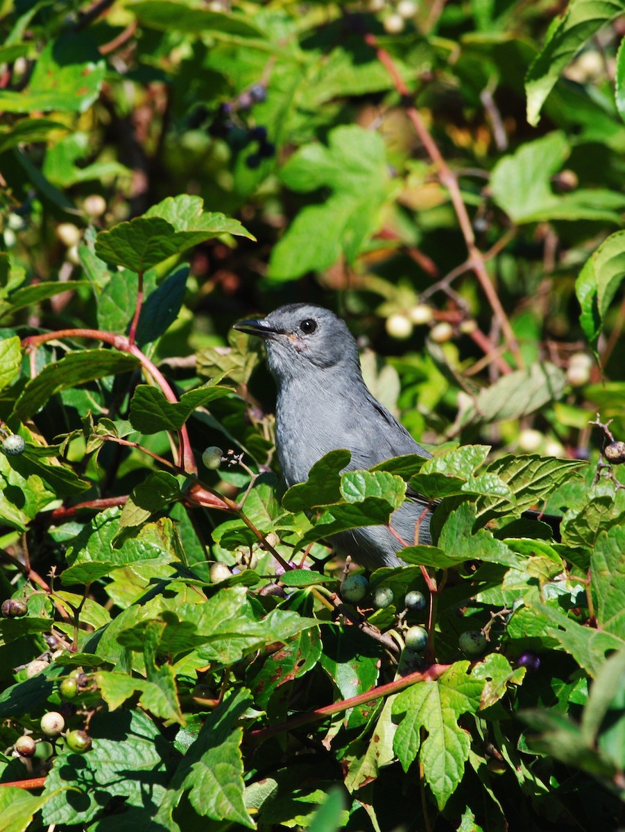 Gray Catbird - ML642995584
