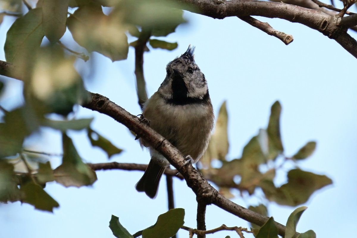 Crested Tit - ML642995585