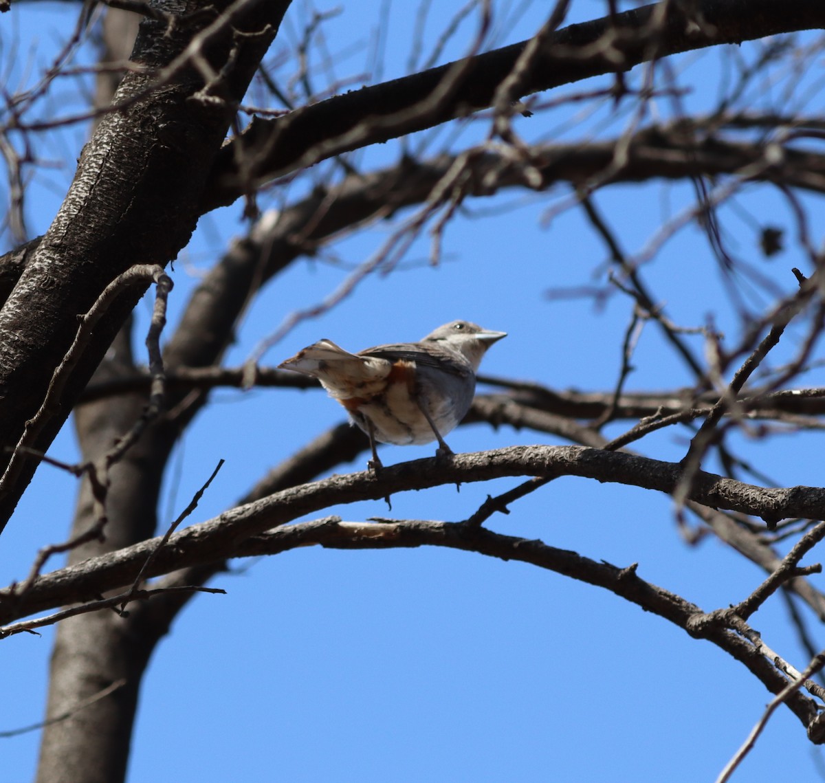 Diuca Finch - ML642995592