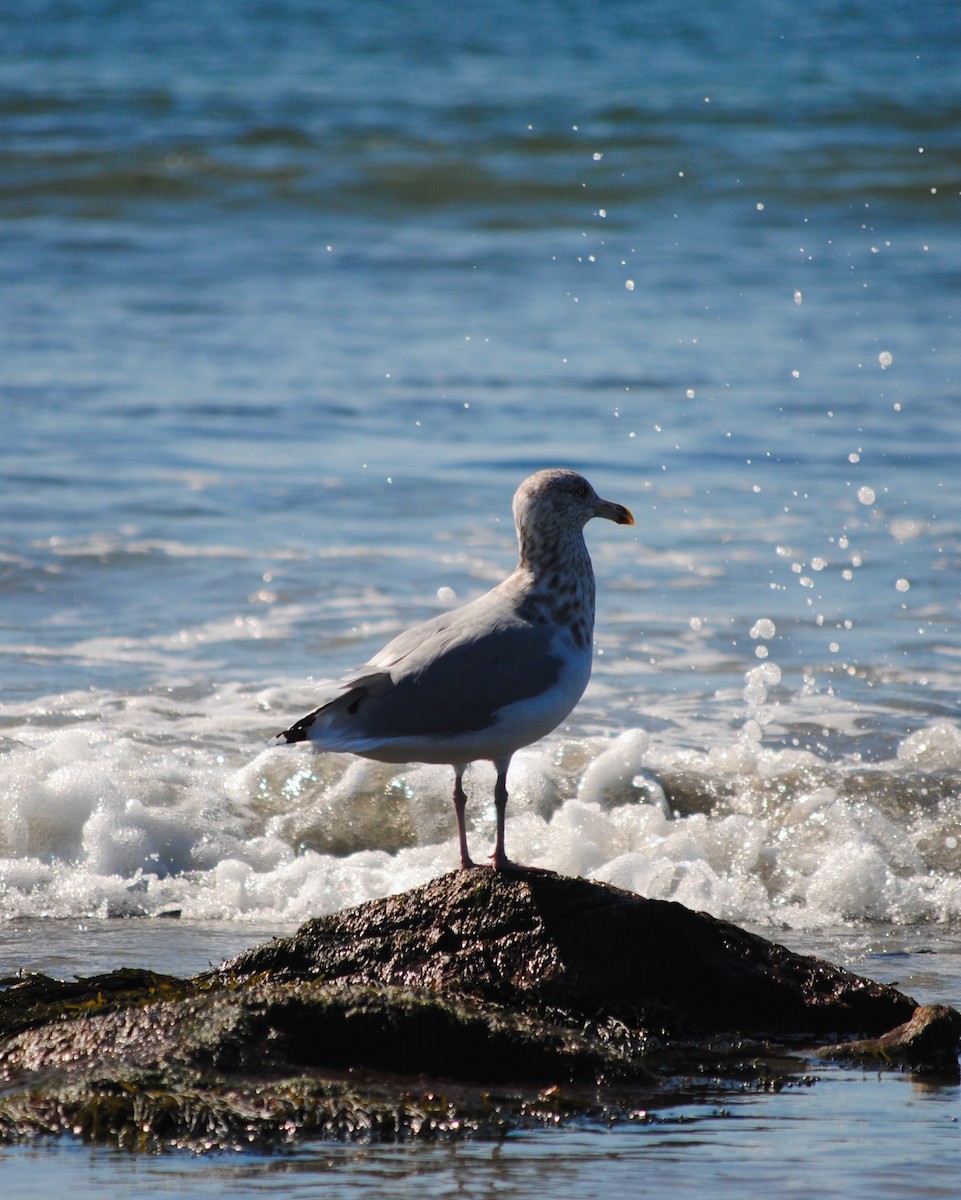 American Herring Gull - ML642995605