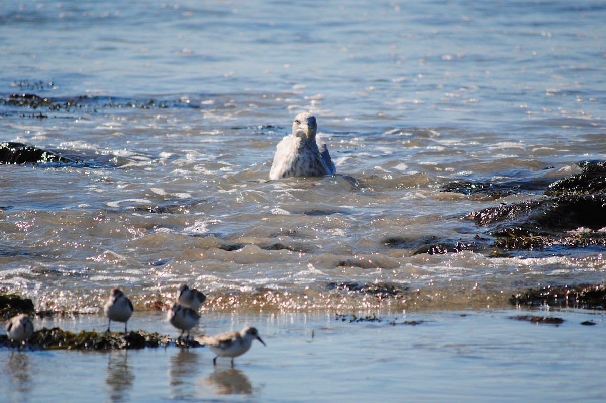 American Herring Gull - ML642995606