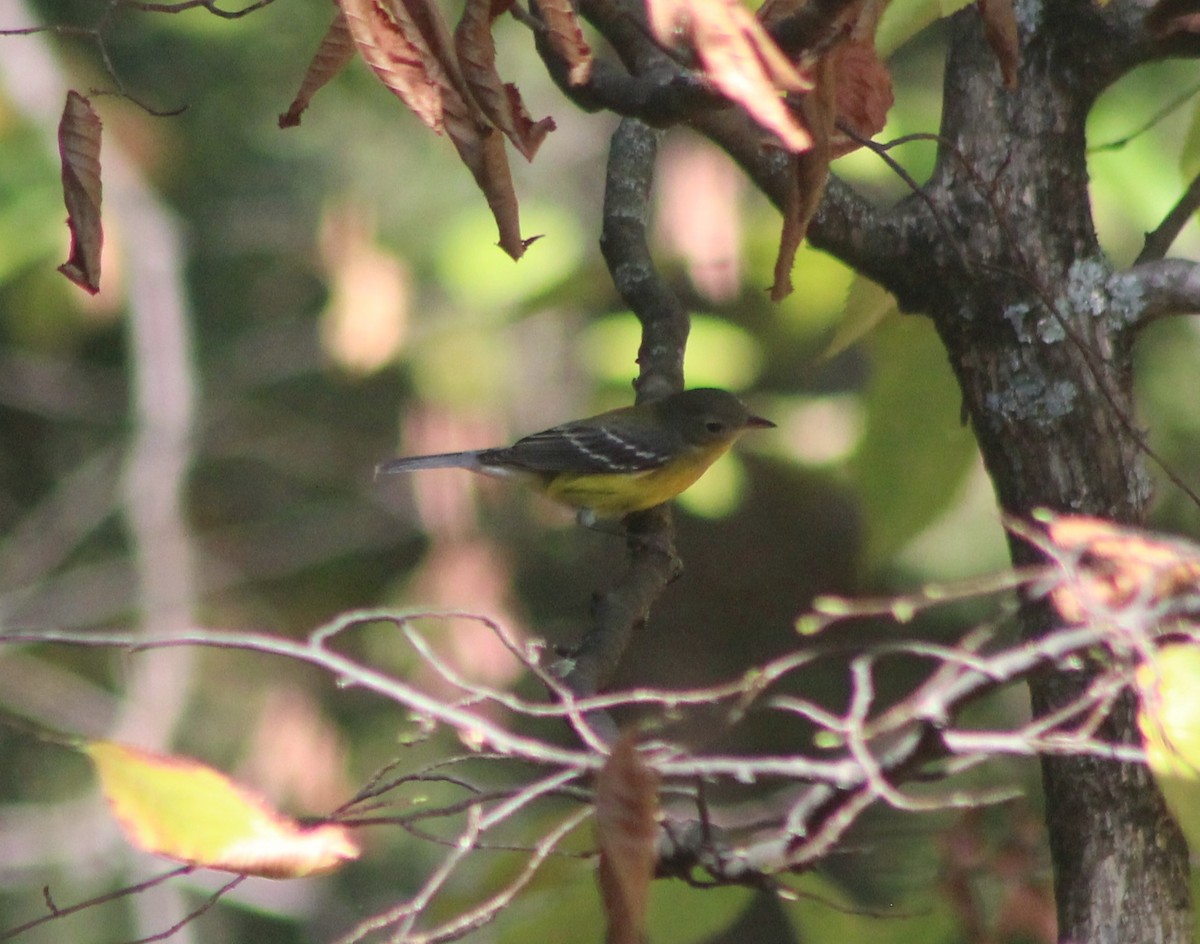 Paruline à tête cendrée - ML642995608