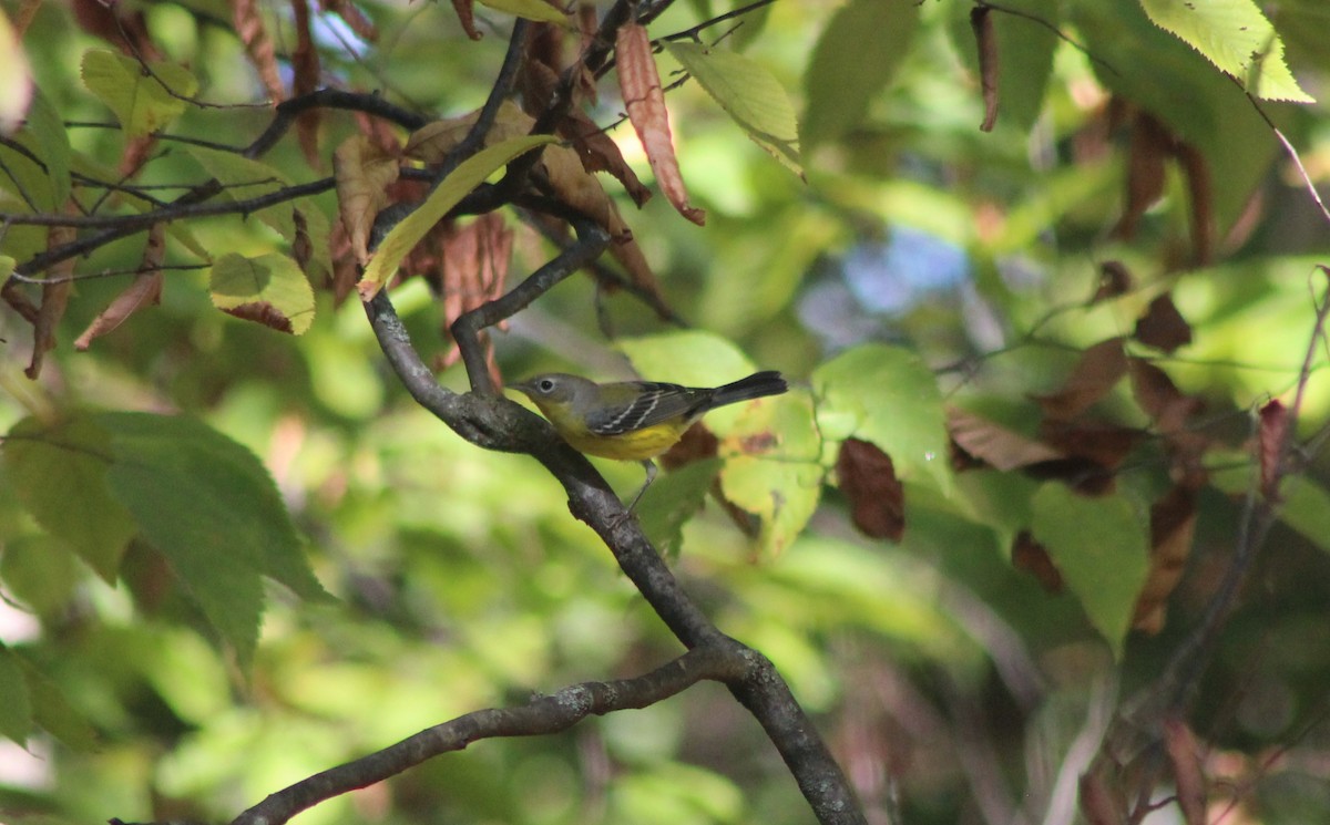 Paruline à tête cendrée - ML642995609