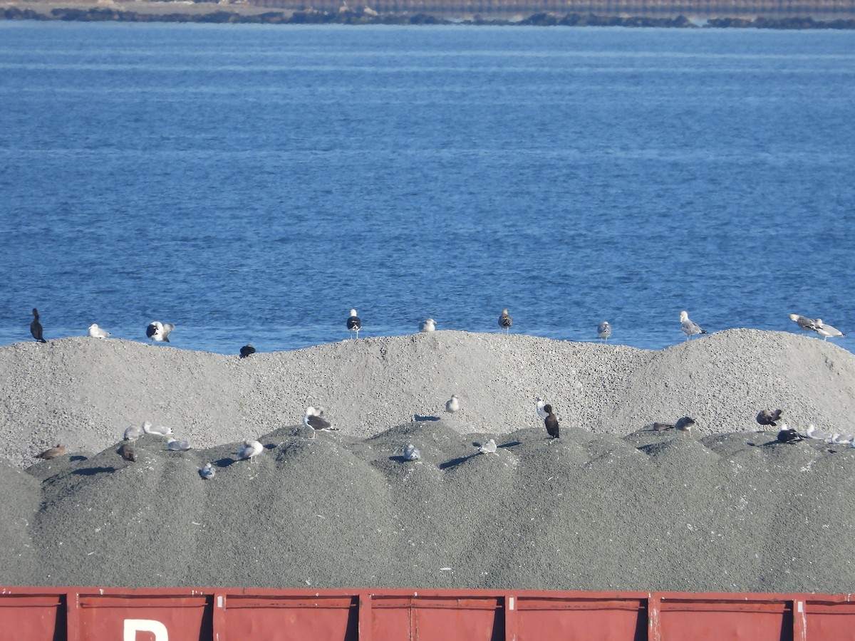 Ring-billed Gull - ML642995613