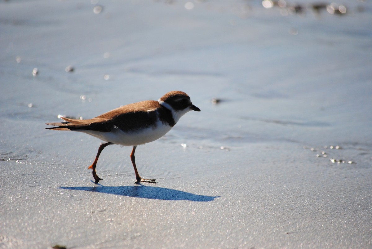 Semipalmated Plover - ML642995624