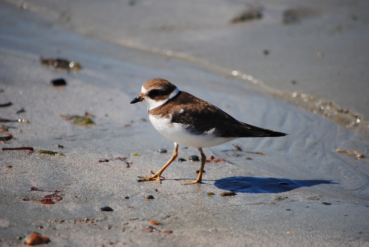 Semipalmated Plover - ML642995625