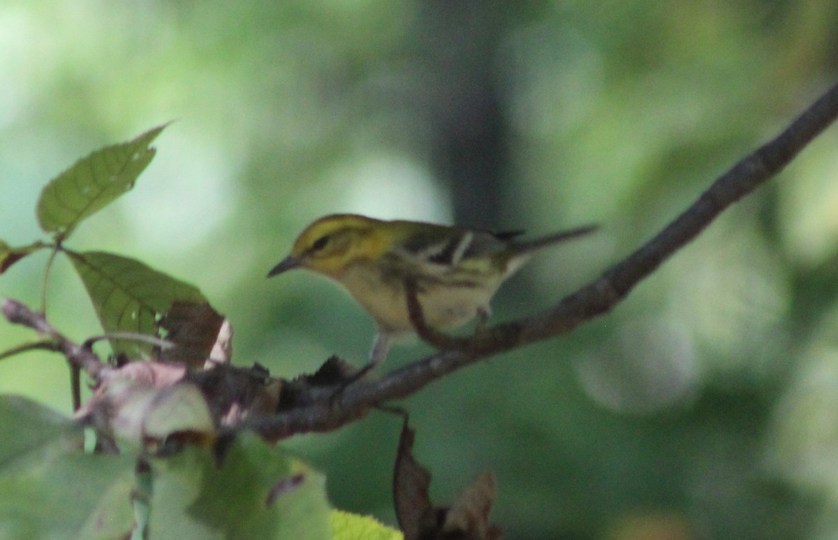 Paruline à gorge noire - ML642995627