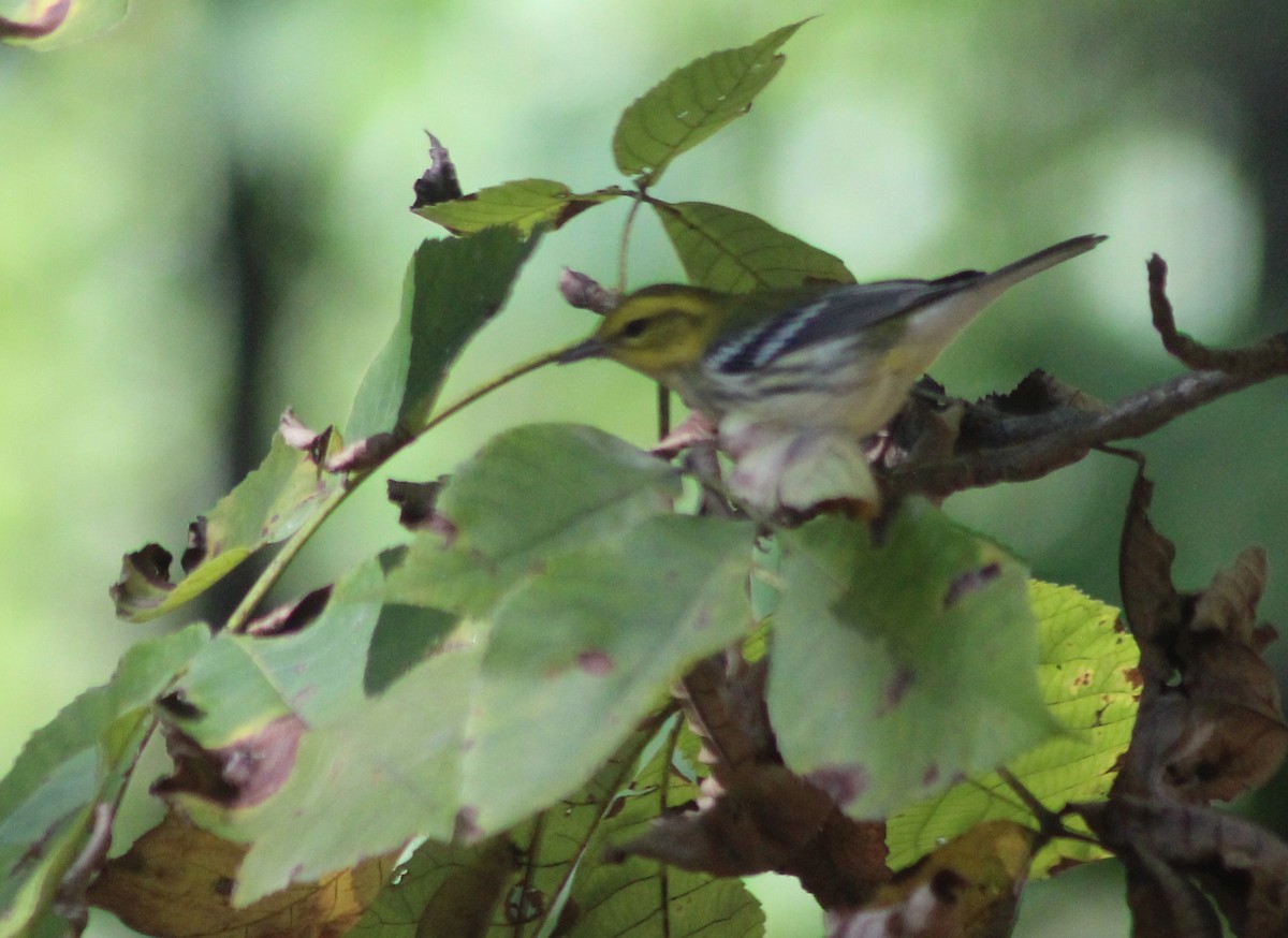 Paruline à gorge noire - ML642995628