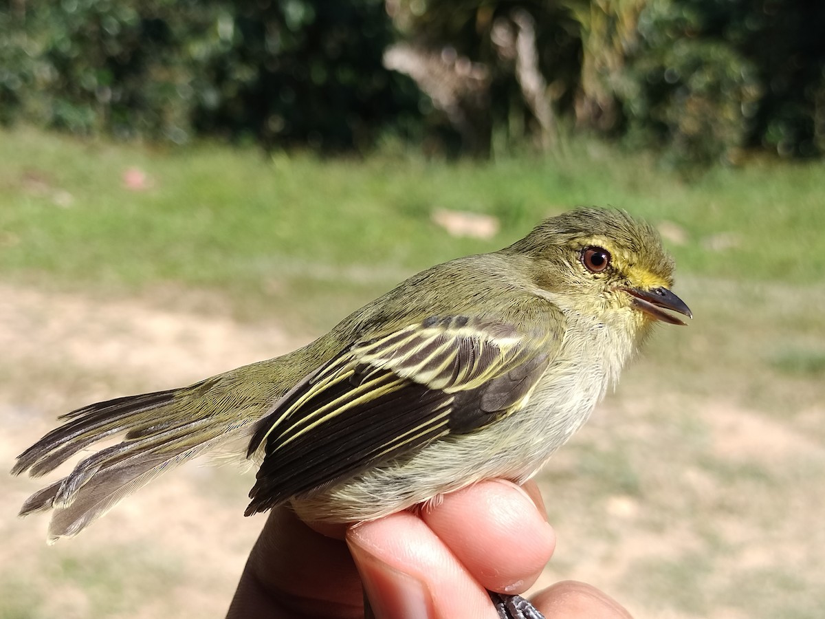 Tyranneau à face d'or - ML642995630