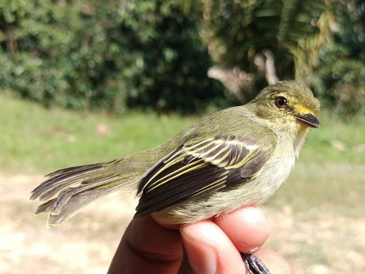 Tyranneau à face d'or - ML642995631