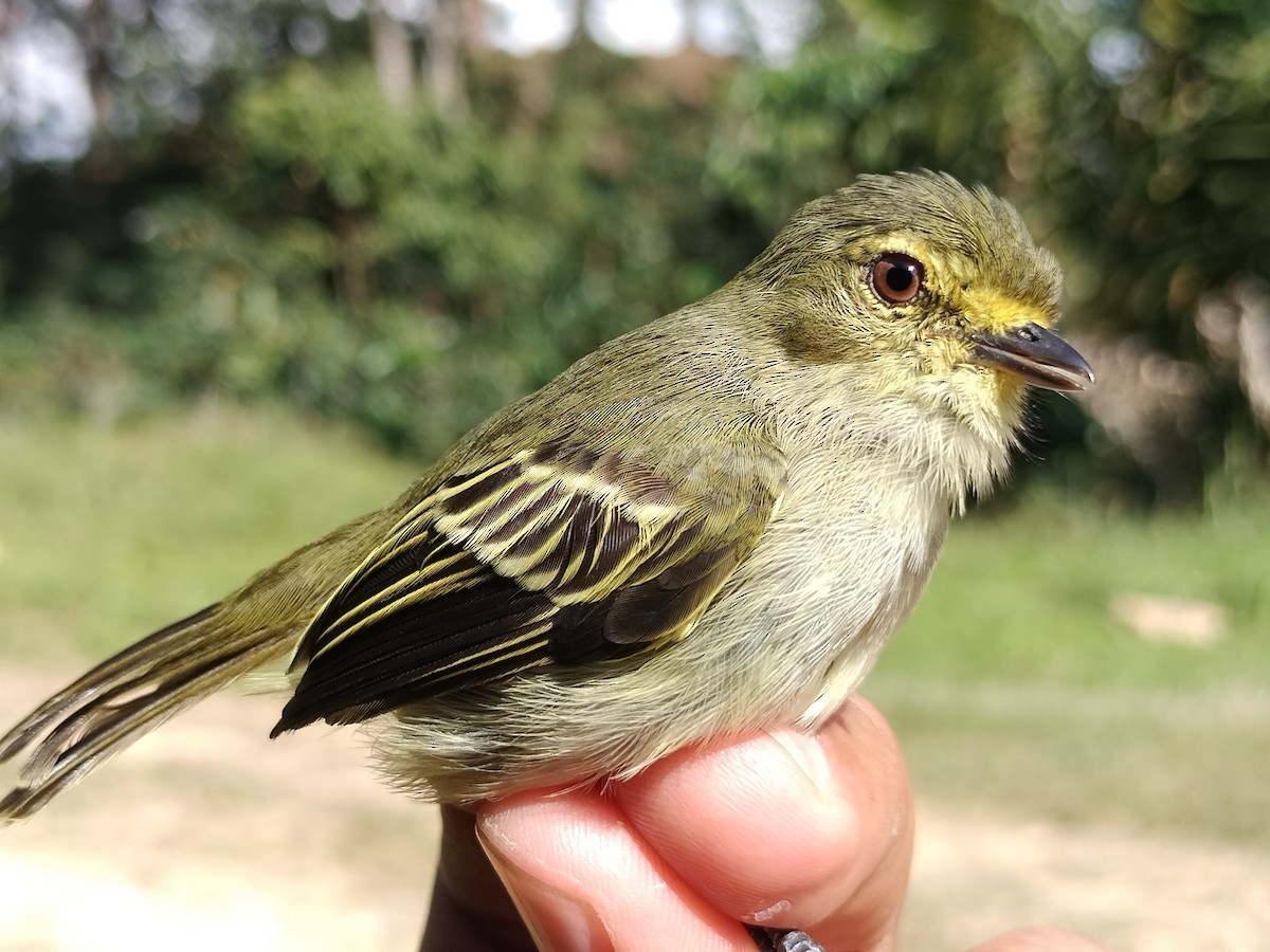 Tyranneau à face d'or - ML642995632