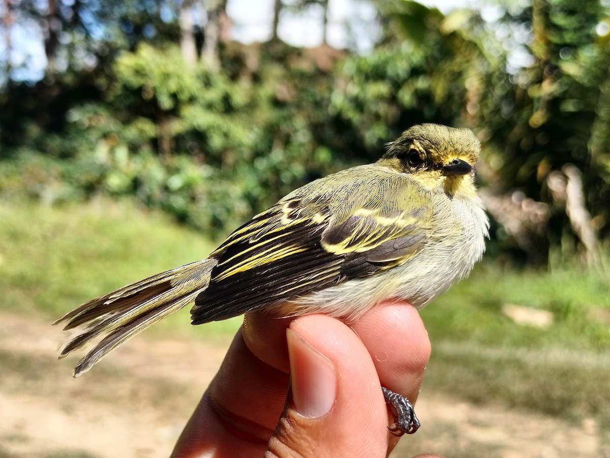 Tyranneau à face d'or - ML642995635