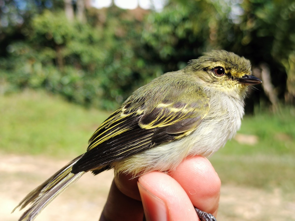 Tyranneau à face d'or - ML642995636