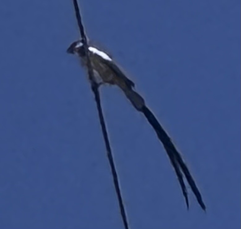 Pin-tailed Whydah - ML642995643