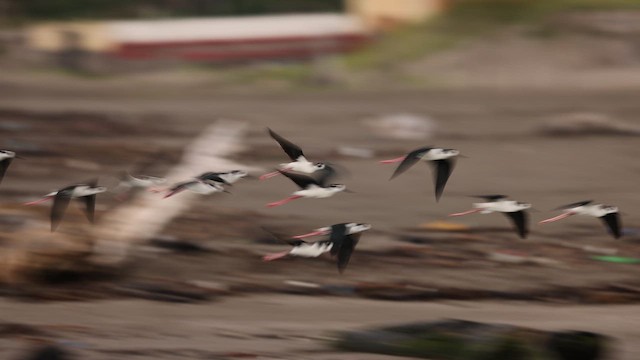 Black-necked Stilt (Black-necked) - ML642995665