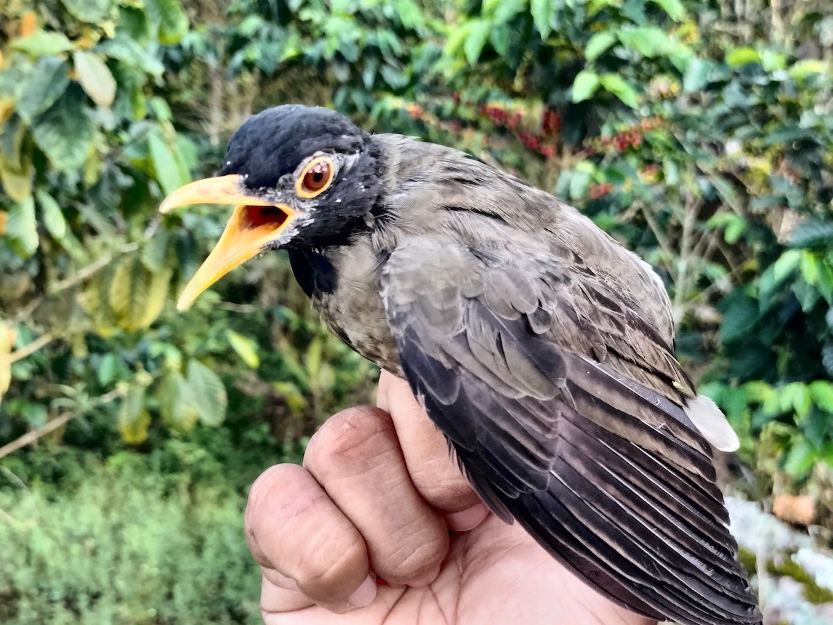Black-hooded Thrush - ML642995673
