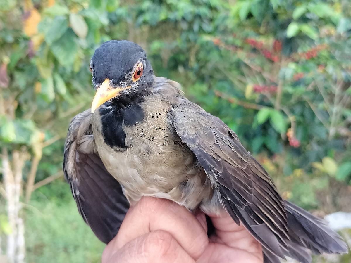Black-hooded Thrush - ML642995674