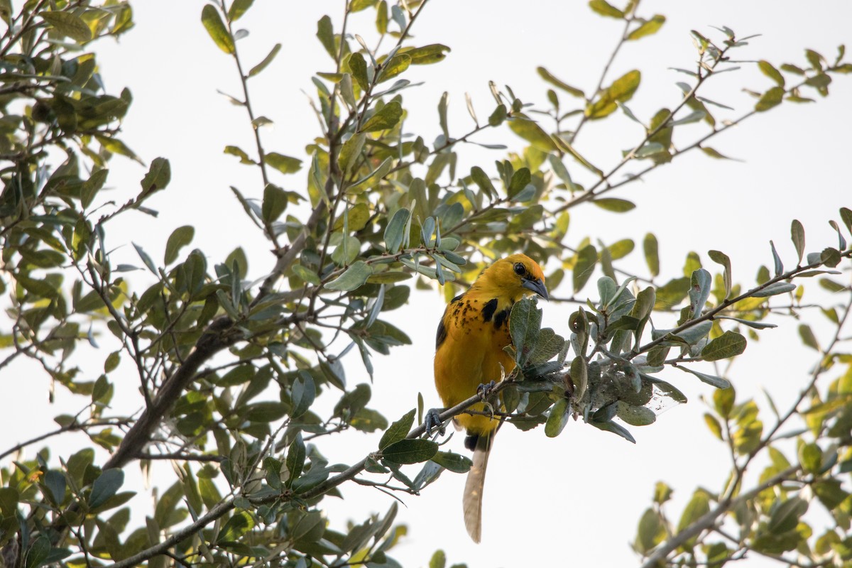 Oriole maculé - ML642995731