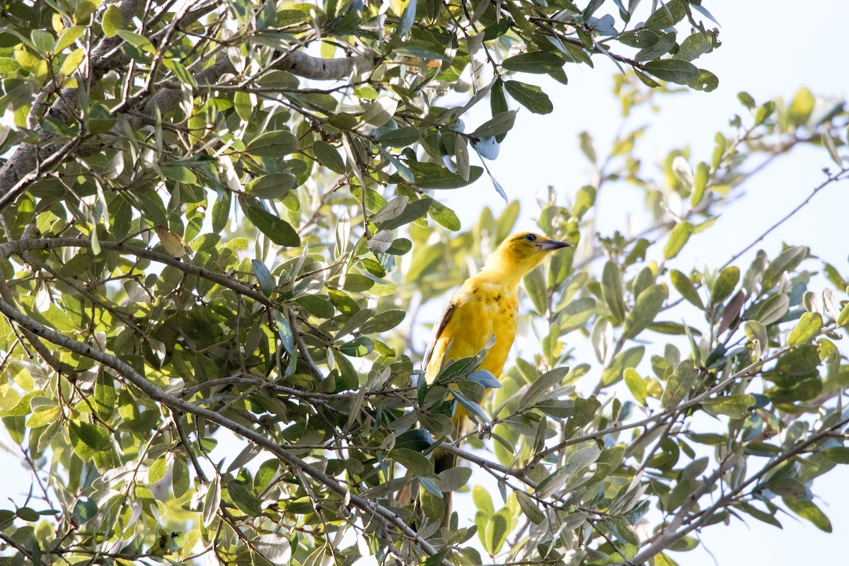 Spot-breasted Oriole - ML642995733