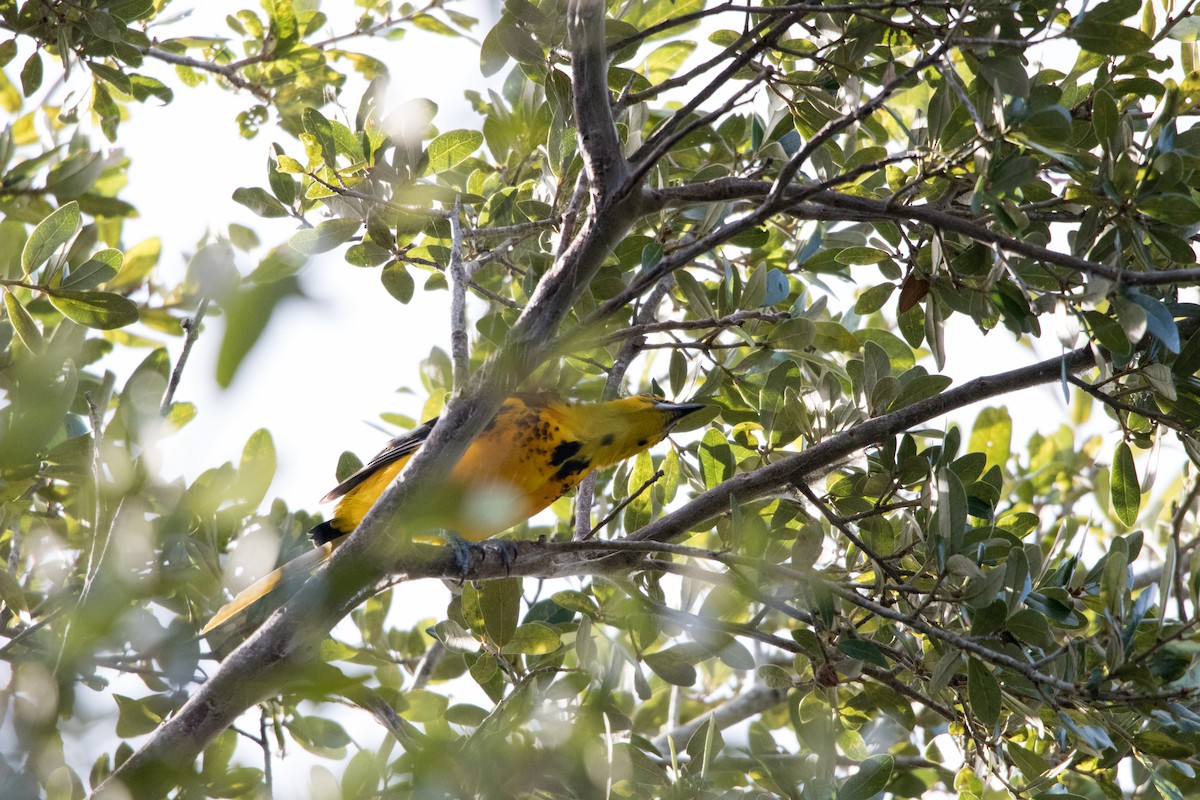 Spot-breasted Oriole - ML642995734