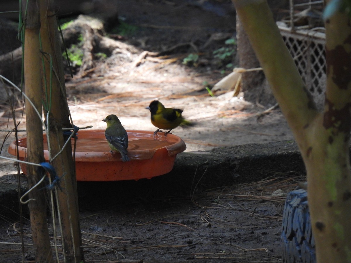 Black-headed Siskin - ML642995738