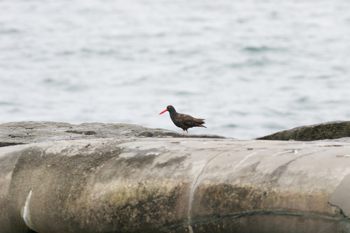 Black Oystercatcher - ML642995753