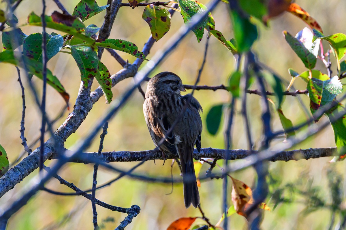 Song Sparrow - ML642995757