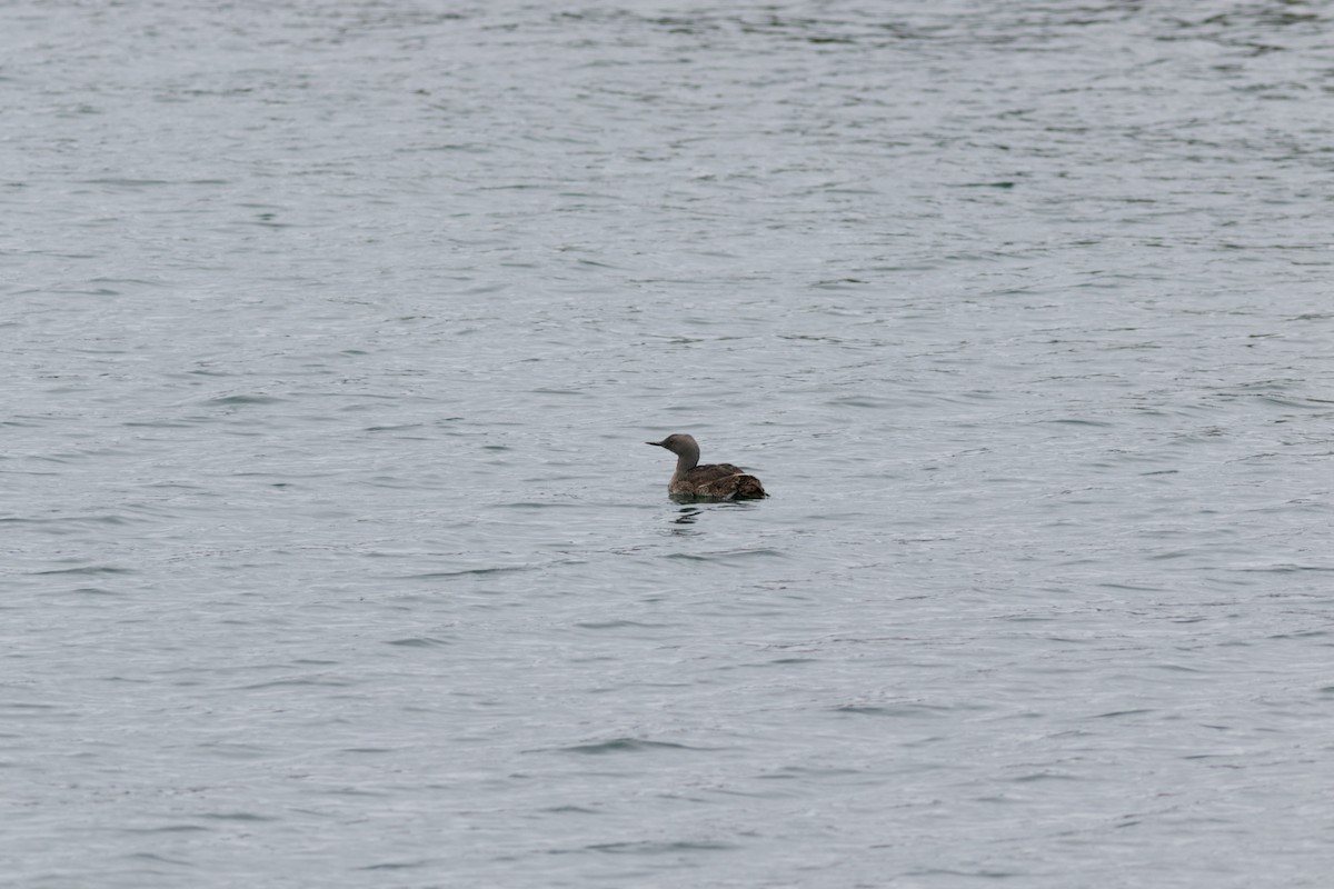 Гагара червоношия - ML642995761