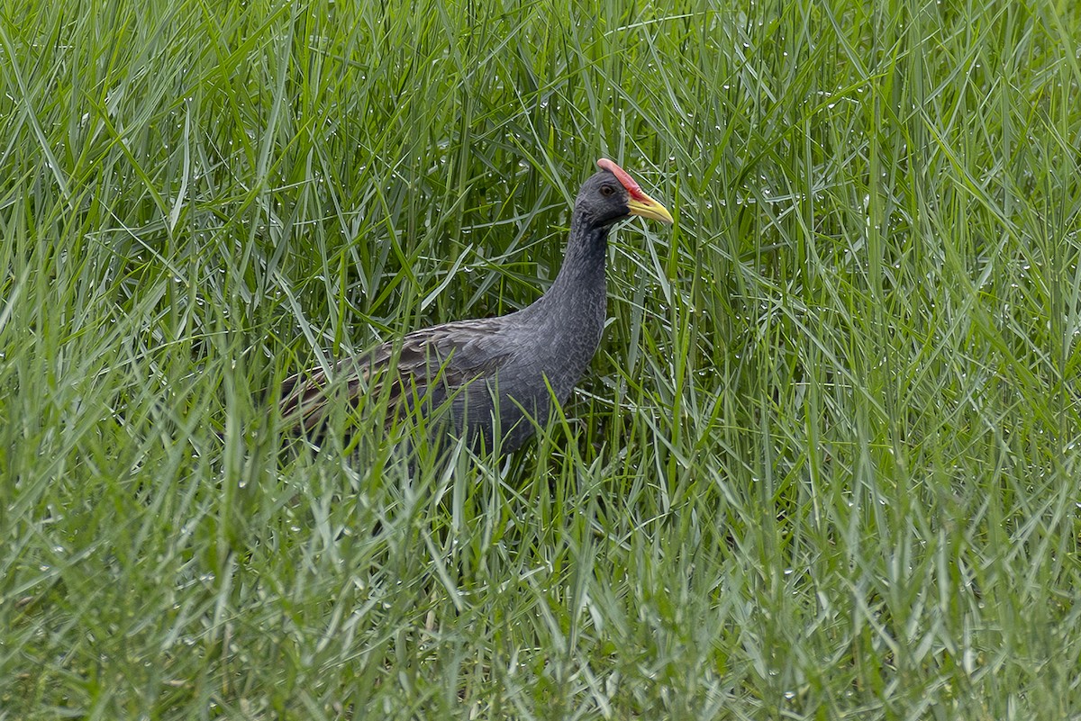 Watercock - ML642995764