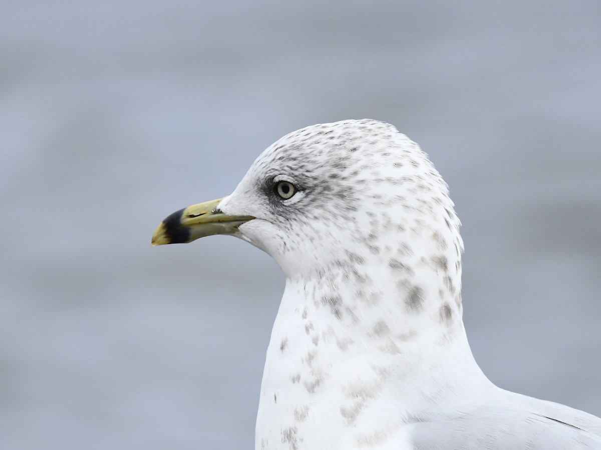 Ring-billed Gull - ML642995784