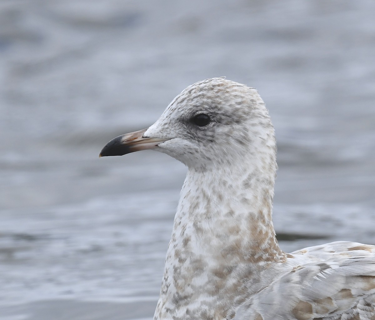 Ring-billed Gull - ML642995786