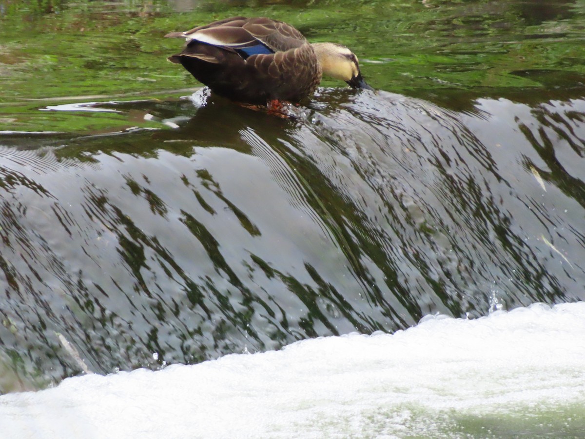 Canard de Chine - ML642995826