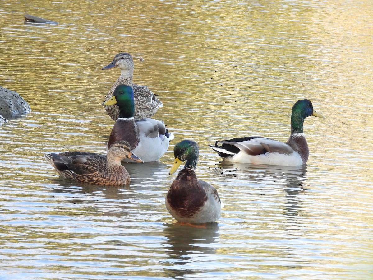 Canard colvert - ML642995833