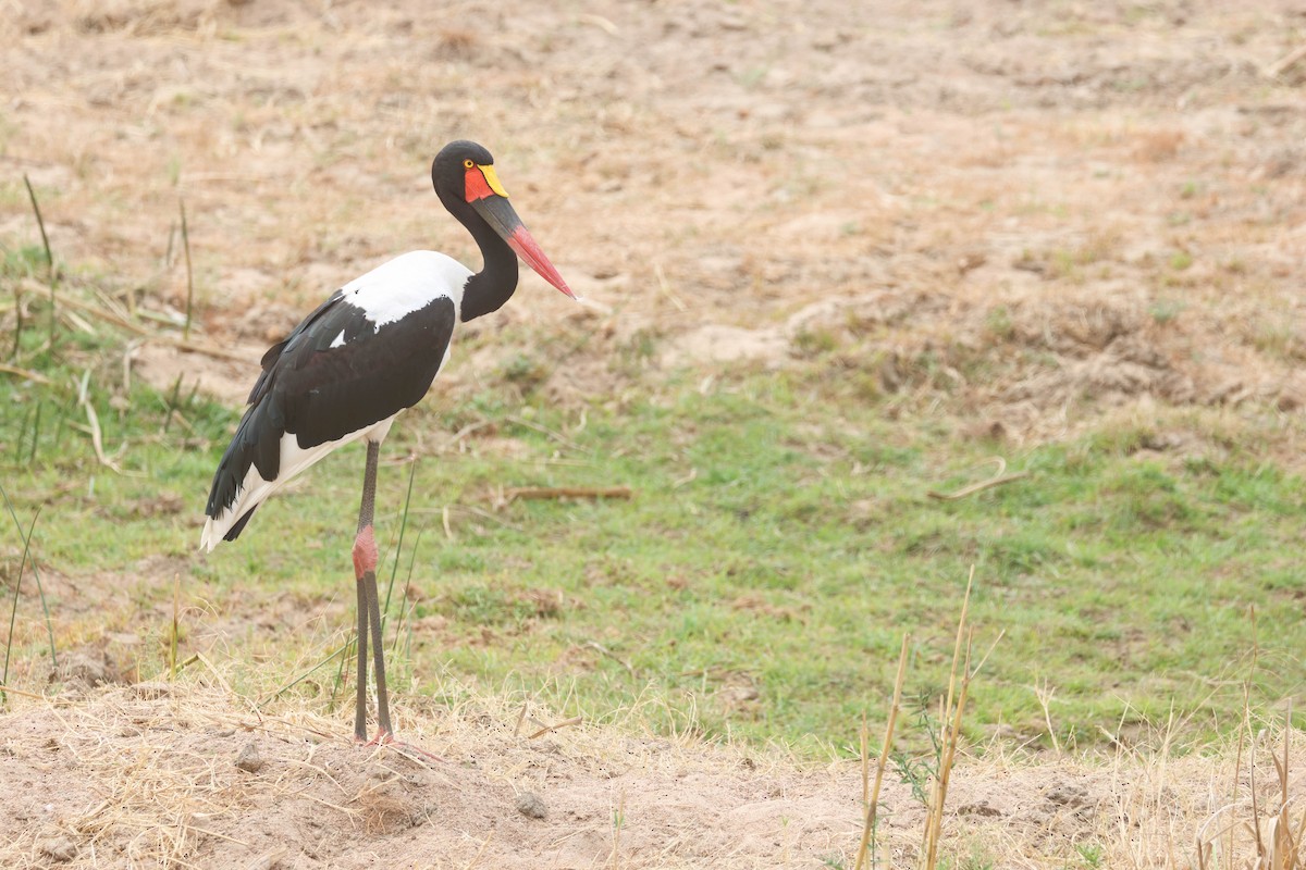 Jabiru d'Afrique - ML642995854