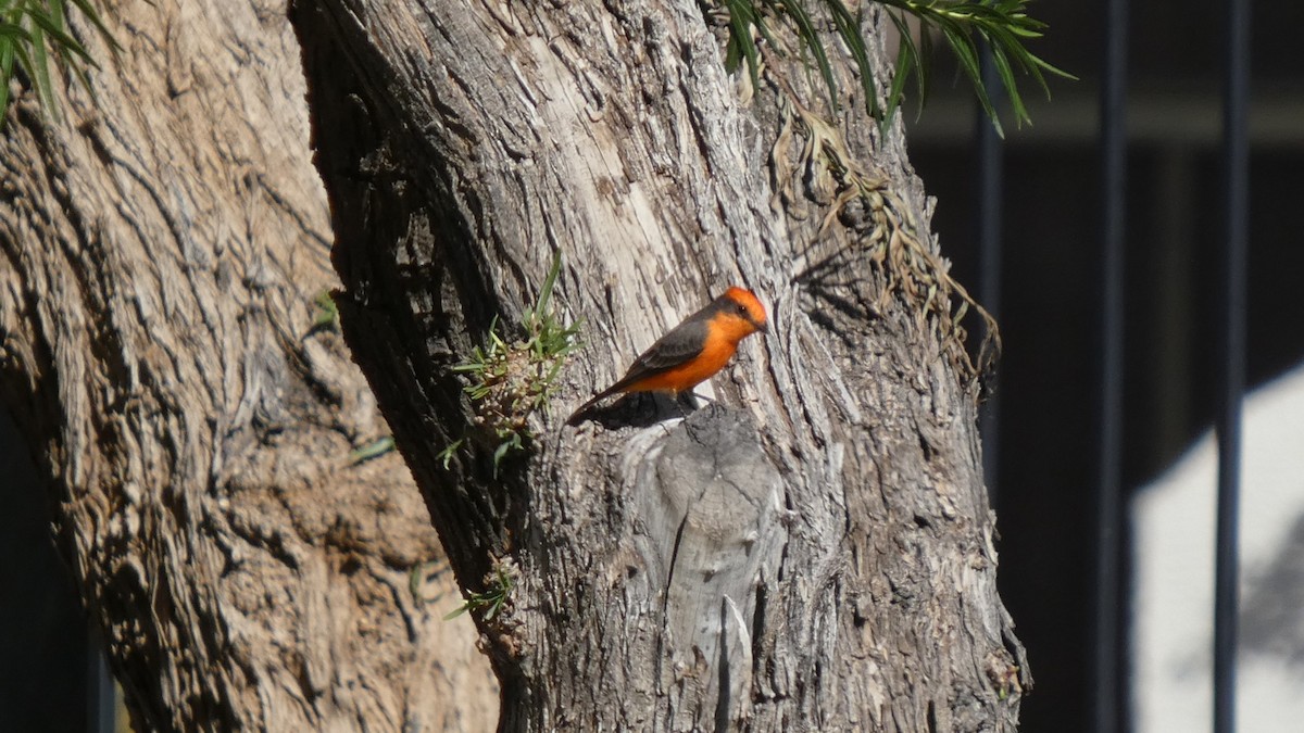 Vermilion Flycatcher - ML642995858