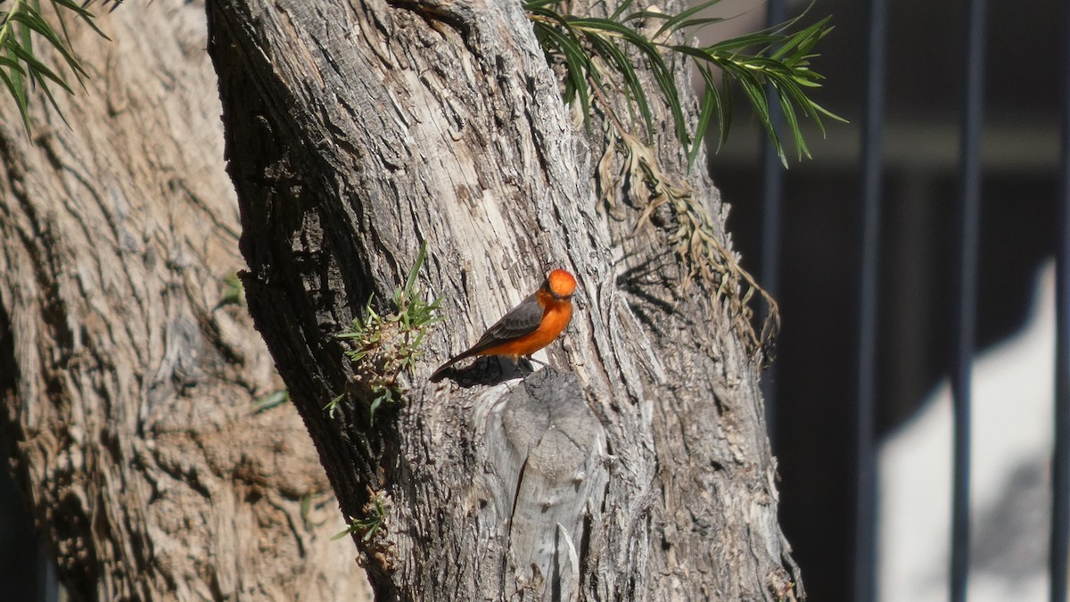 Vermilion Flycatcher - ML642995859
