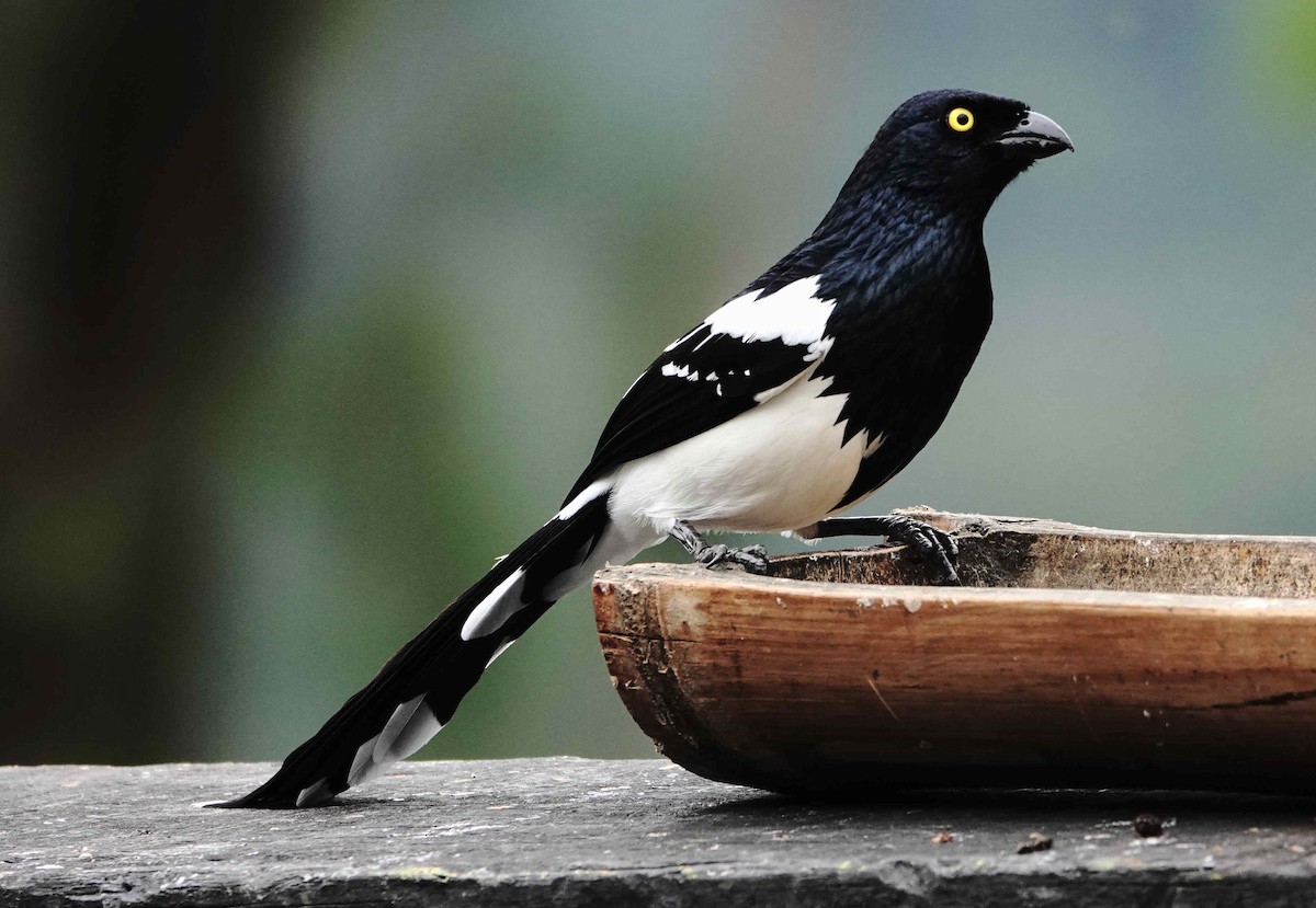 Magpie Tanager - ML642995871