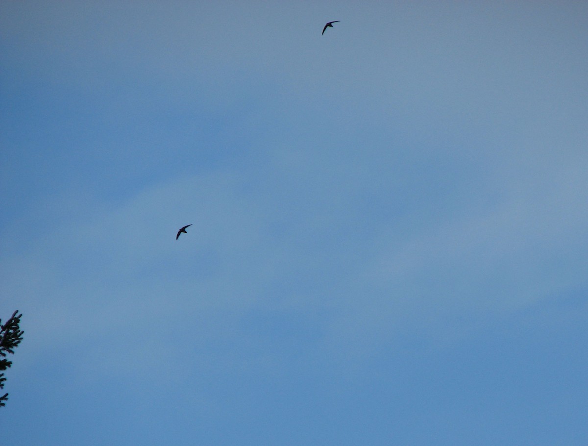 Vaux's Swift - ML642995876