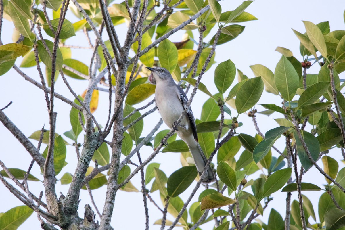 Northern Mockingbird - ML642995881