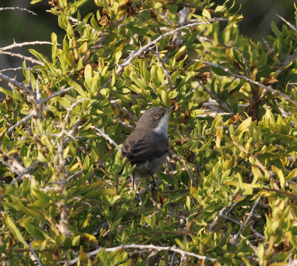 Eastern Orphean Warbler - ML642995902