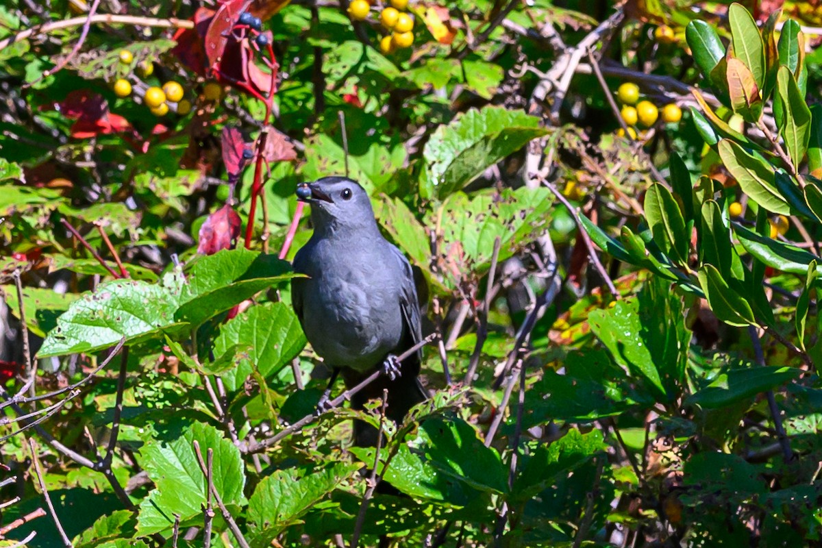 Gray Catbird - ML642995907