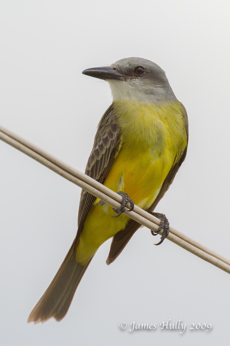 Tropical Kingbird - ML642995912